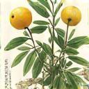 和植物ボタニカル